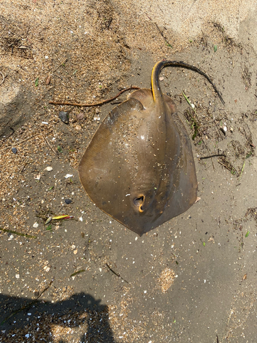 アカエイの釣果