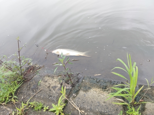 コイの釣果