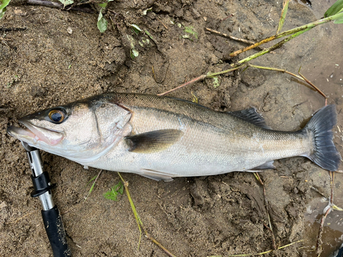 スズキの釣果