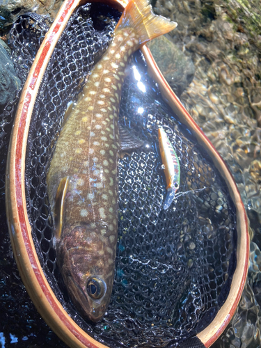 イワナの釣果