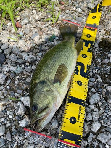 ブラックバスの釣果