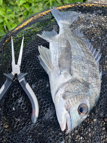 チヌの釣果