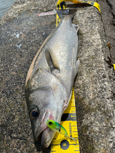 シーバスの釣果