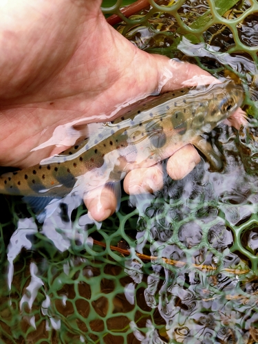 アマゴの釣果