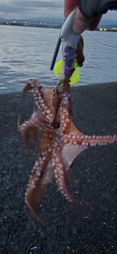 タコの釣果