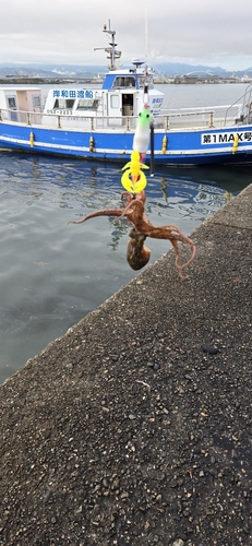 タコの釣果