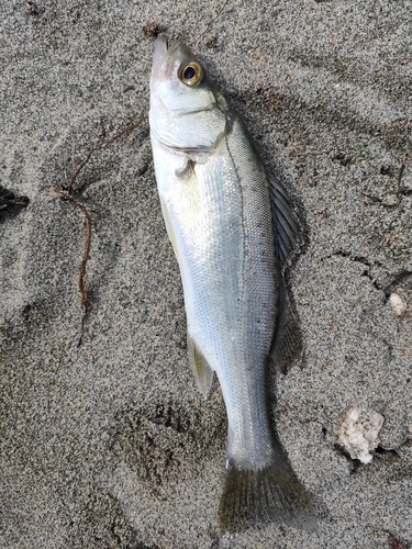 セイゴ（ヒラスズキ）の釣果