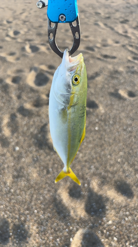 ツバスの釣果