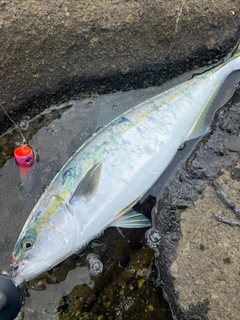 ブリの釣果