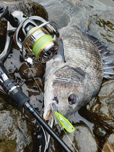 チヌの釣果