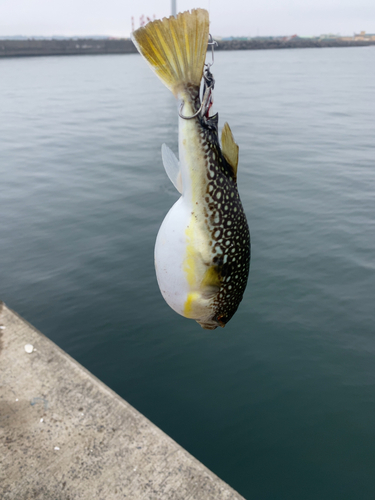 ショウサイフグの釣果