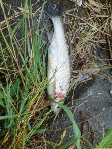 ワタカの釣果