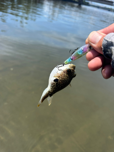 クサフグの釣果