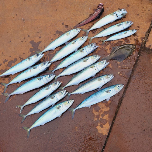 サバの釣果