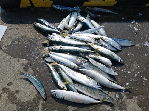 サバの釣果