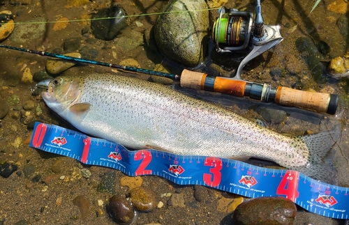 ニジマスの釣果