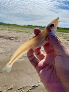 キスの釣果