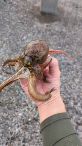 タコの釣果