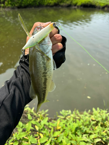 ブラックバスの釣果