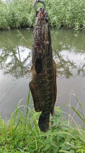 ライギョの釣果