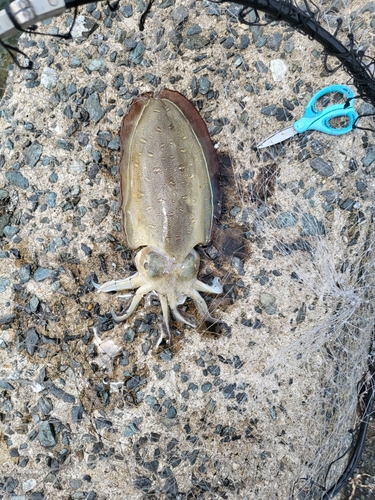 モンゴウイカの釣果