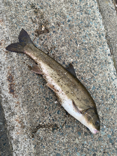 ウグイの釣果