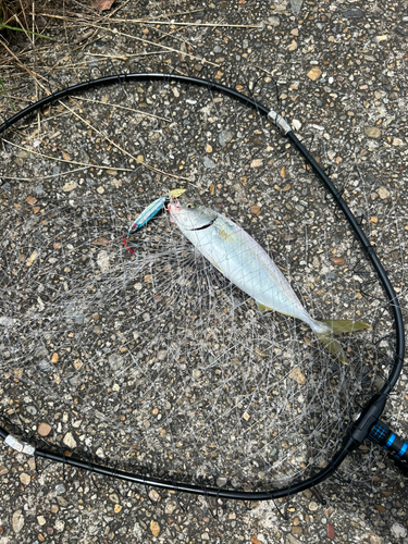 ツバスの釣果