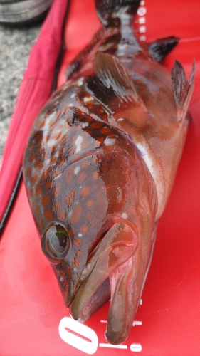 アコウの釣果