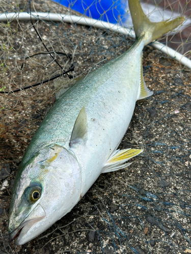 ワカシの釣果