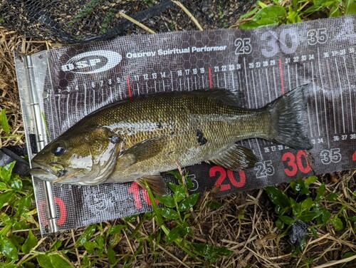 スモールマウスバスの釣果