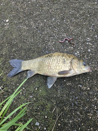 フナの釣果