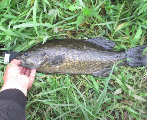 スモールマウスバスの釣果