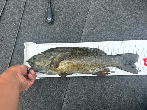 スモールマウスバスの釣果