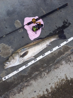 シーバスの釣果