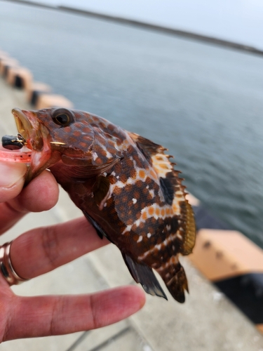 キジハタの釣果