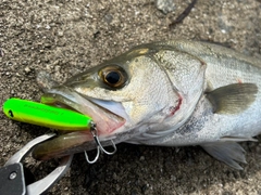 フッコ（マルスズキ）の釣果