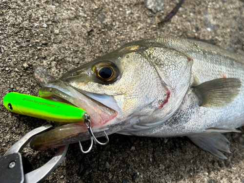 フッコ（マルスズキ）の釣果