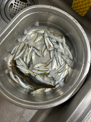 マサバの釣果