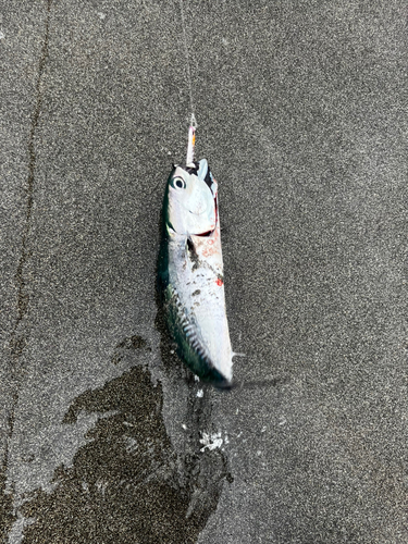 ソウダガツオの釣果