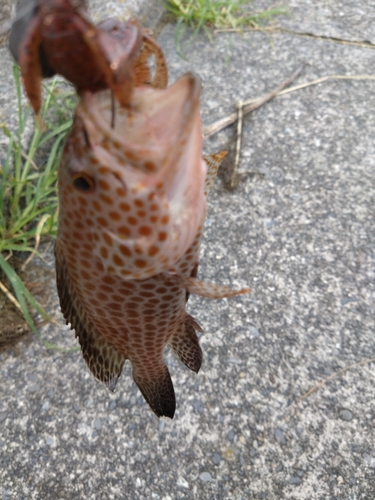 オオモンハタの釣果