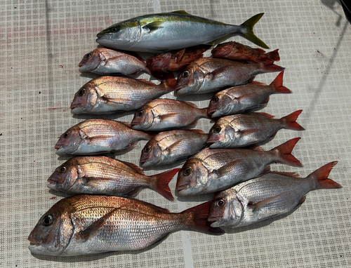 マダイの釣果