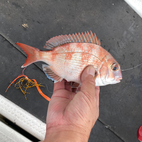 タイの釣果