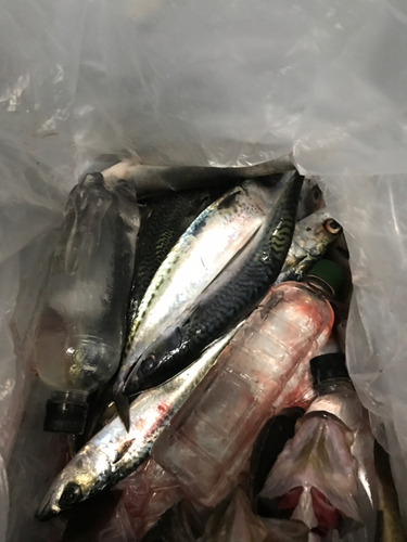 サバの釣果