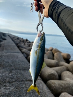 ツバスの釣果