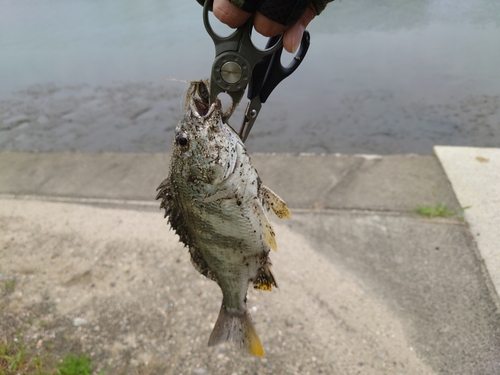 キビレの釣果