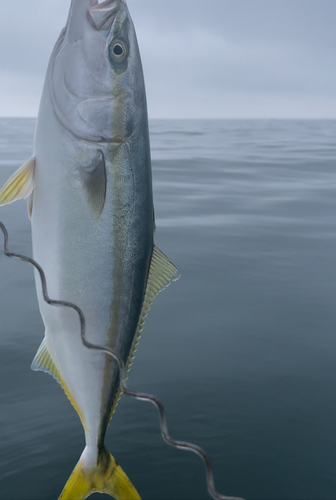 イナダの釣果