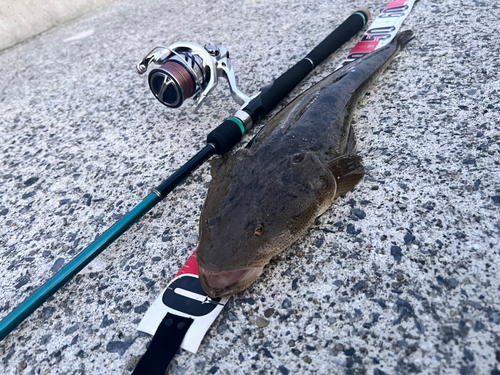 マゴチの釣果