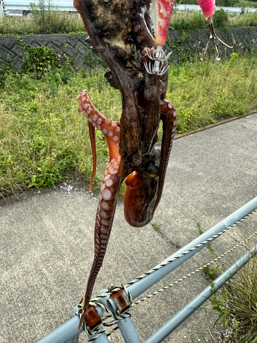 マダコの釣果