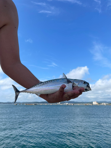 ソウダガツオの釣果