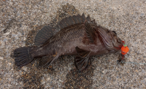 ソイの釣果